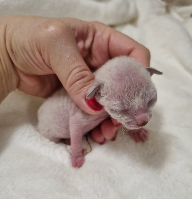 Salvia Elemani Dream - Котенок корниш-рекс