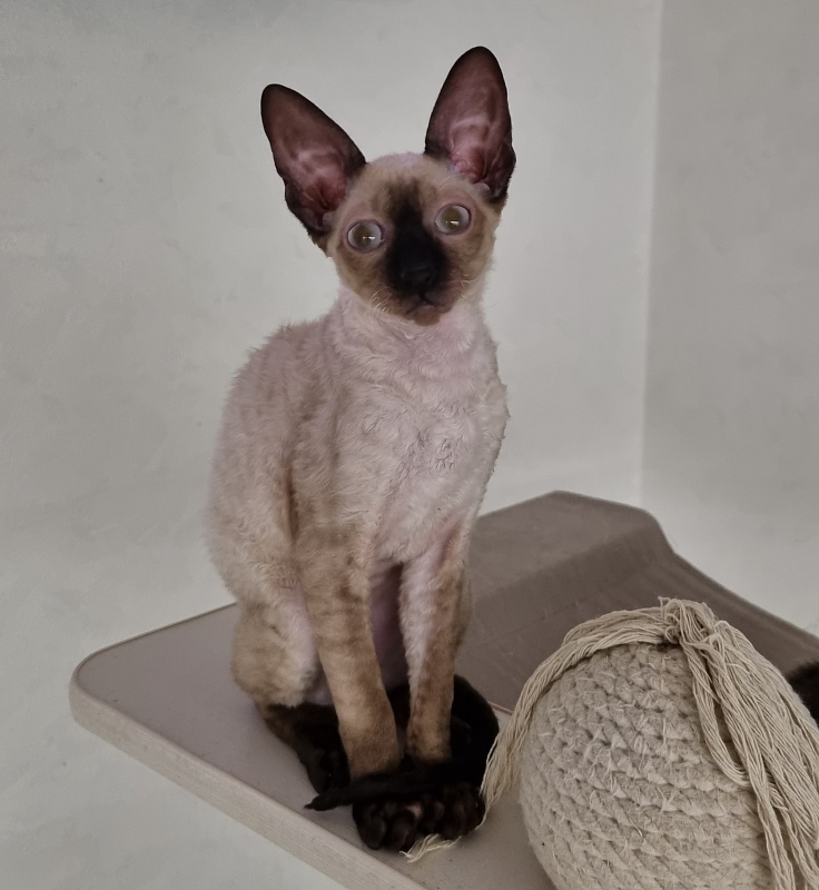 Salvia Elemani Dream - Котенок корниш-рекс 3 месяца 3 недели