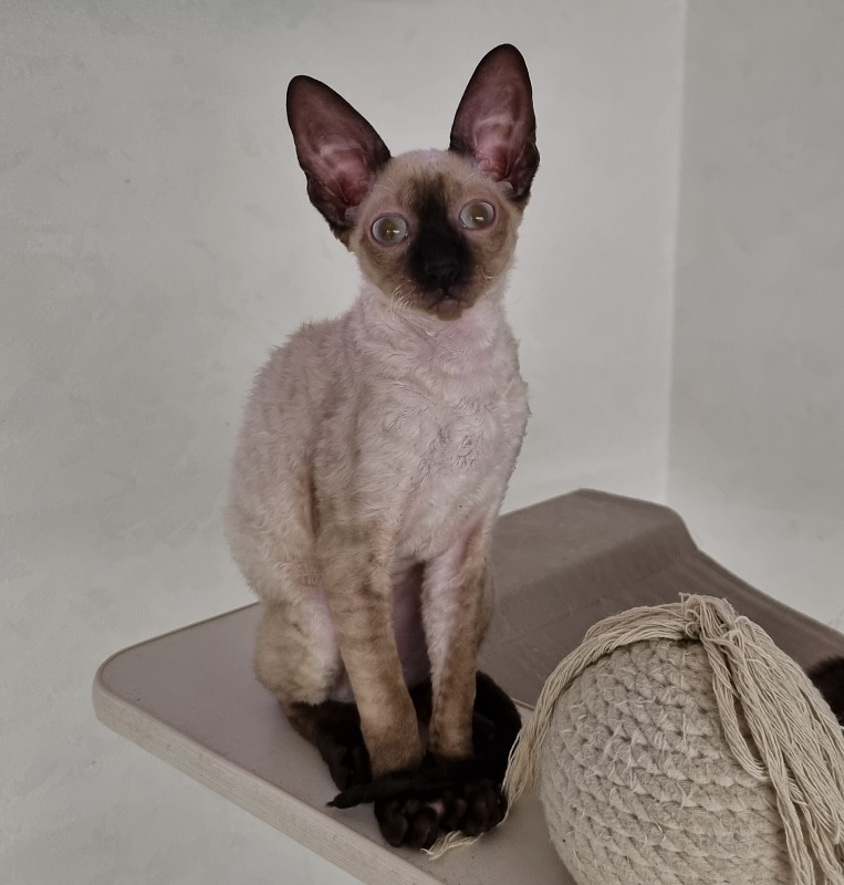 Salvia Elemani Dream - Котенок корниш-рекс 3 месяца 3 недели