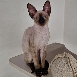 Salvia Elemani Dream