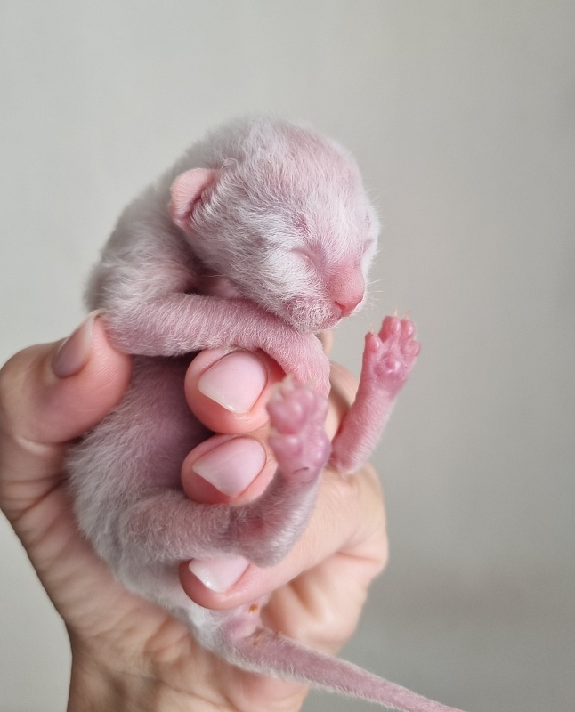 Trifle Elemani Dream - Kitten cornish rex