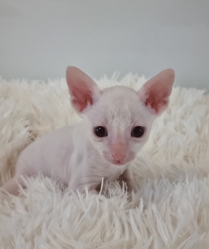 Trifle Elemani Dream - Kitten cornish rex 1 month