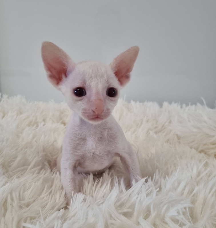 Trifle Elemani Dream - Kitten cornish rex 1 month