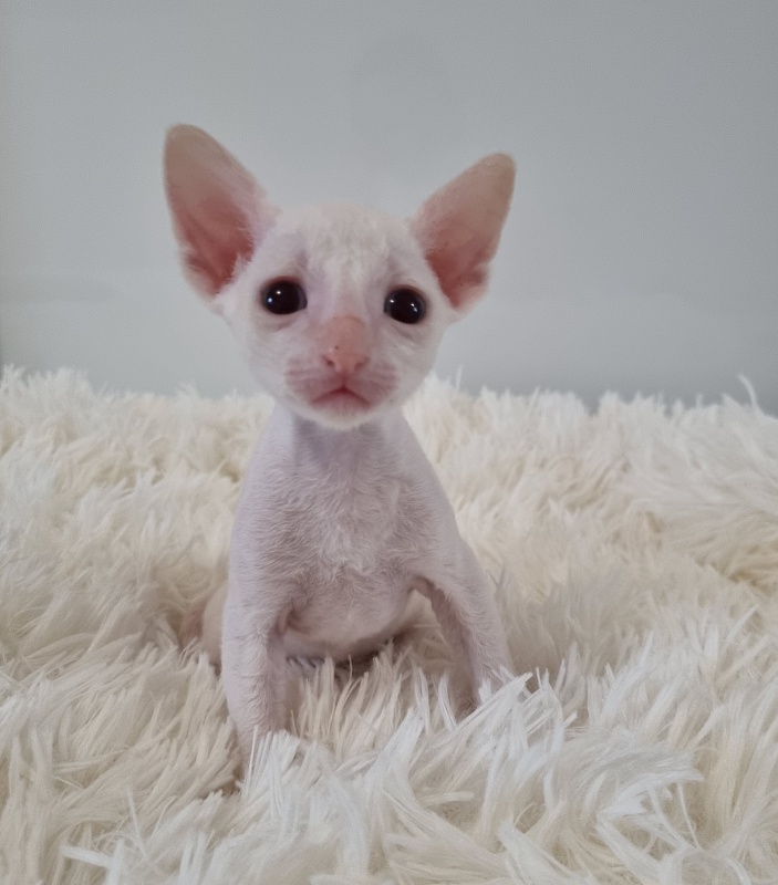 Trifle Elemani Dream - Kitten cornish rex 1 month