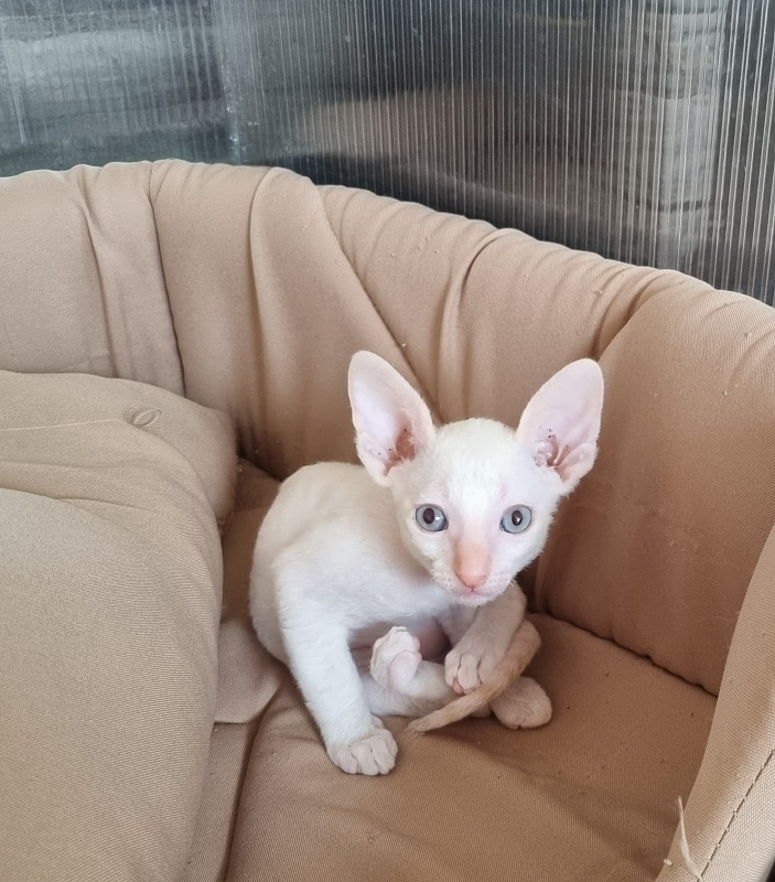Trifle Elemani Dream - Kitten cornish rex 1 month 1.5 week