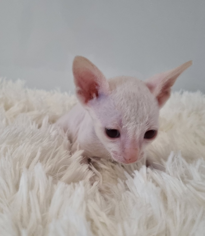 Trifle Elemani Dream - Kitten cornish rex 1 month