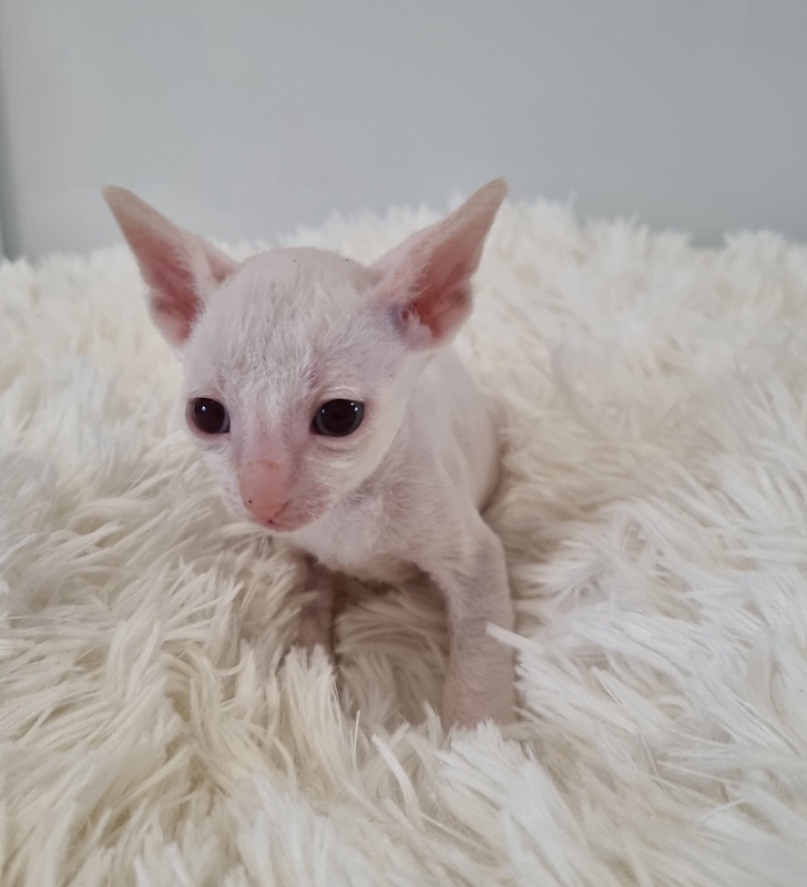 Trifle Elemani Dream - Kitten cornish rex 1 month