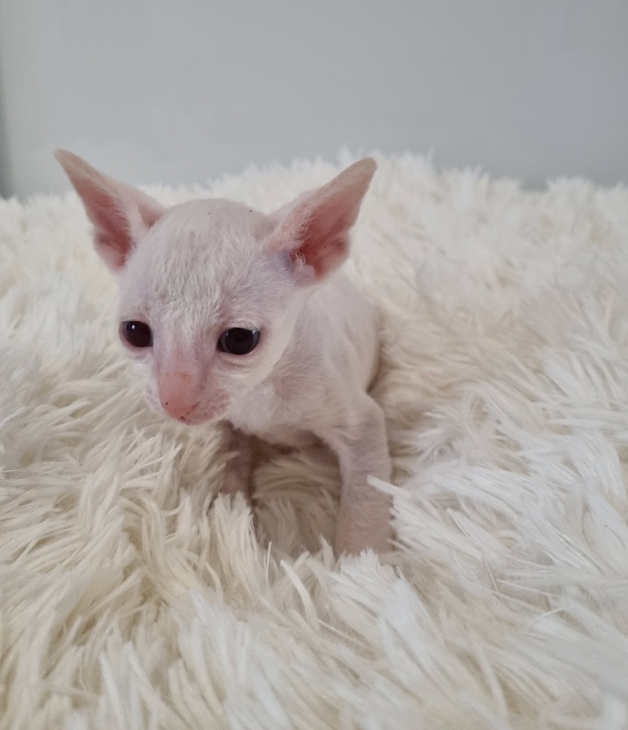 Trifle Elemani Dream - Kitten cornish rex 1 month