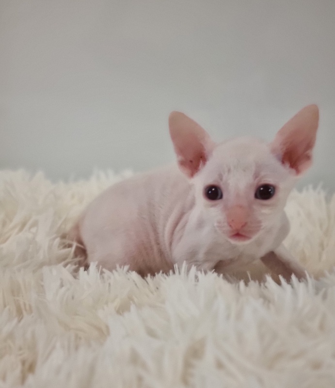 Trifle Elemani Dream - Kitten cornish rex 1 month
