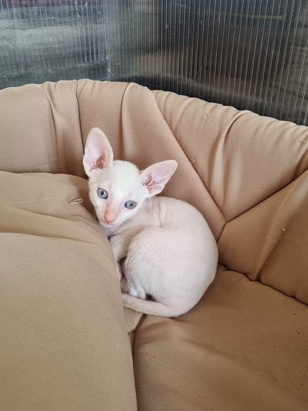 Trifle Elemani Dream - Kitten cornish rex 1 month 1.5 week