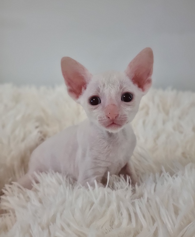 Trifle Elemani Dream - Kitten cornish rex 1 month