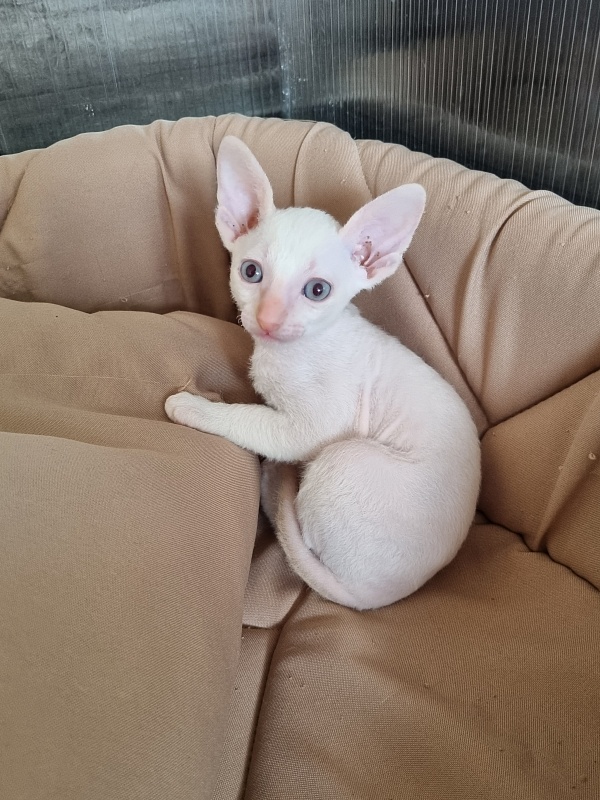 Trifle Elemani Dream - Kitten cornish rex 1 month 1.5 week