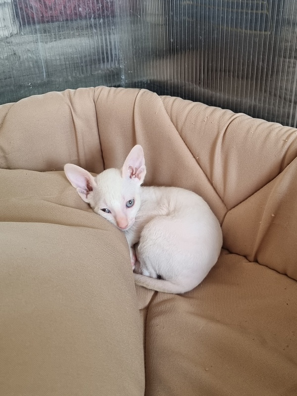 Trifle Elemani Dream - Kitten cornish rex 1 month 1.5 week