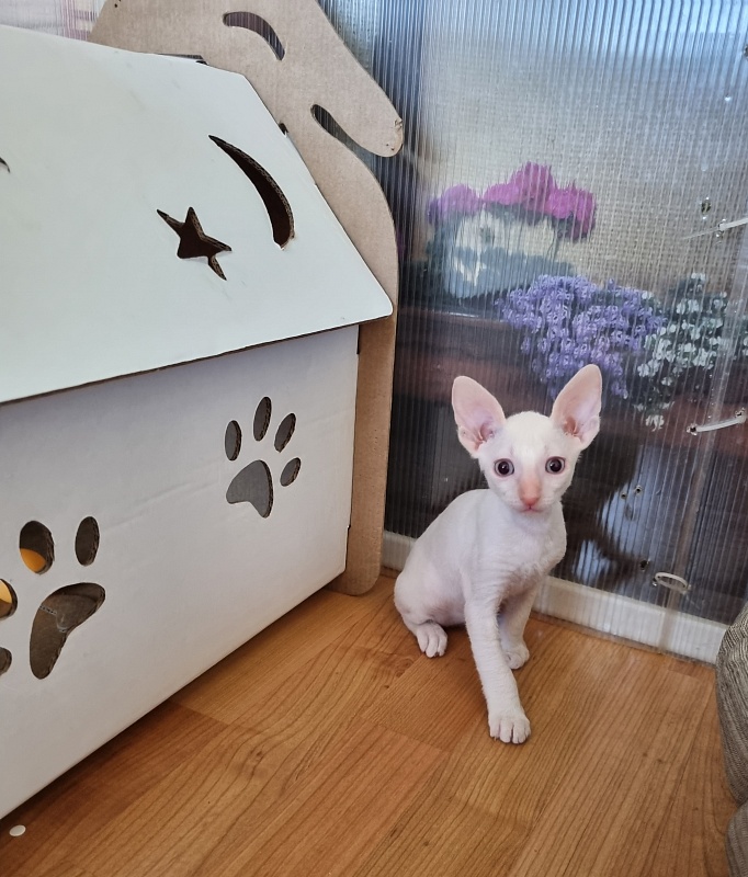 Trifle Elemani Dream - Kitten cornish rex 1 month 2.5 weeks