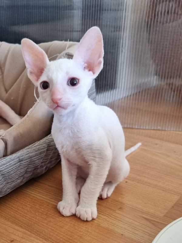 Trifle Elemani Dream - Kitten cornish rex 1 month 2.5 weeks