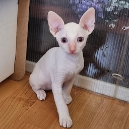 Trifle Elemani Dream