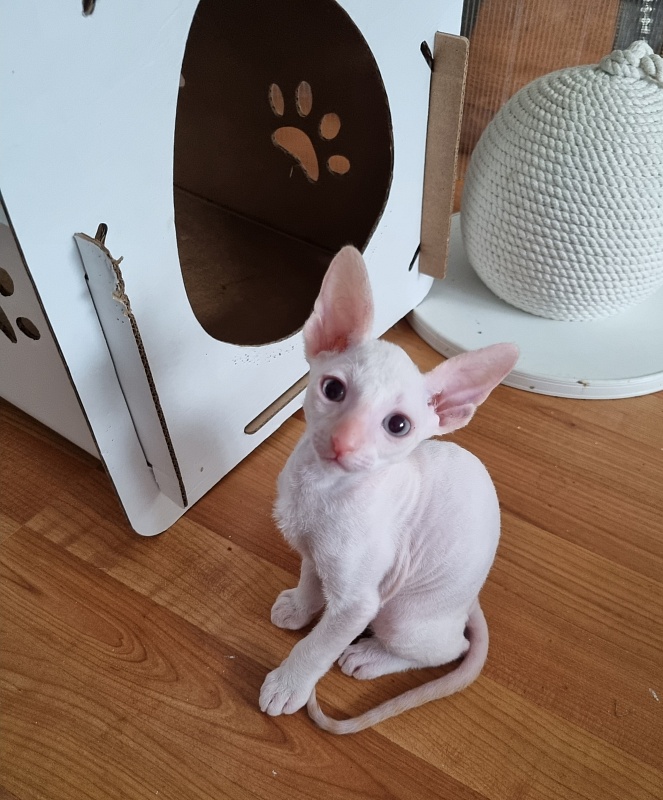 Trifle Elemani Dream - Kitten cornish rex 1 month 3.5 weeks