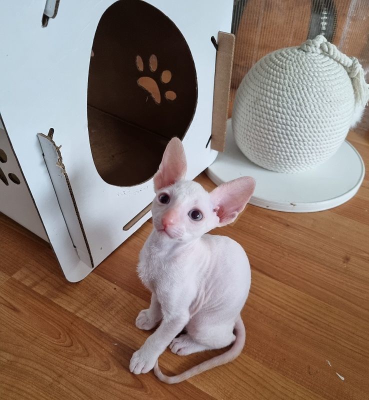 Trifle Elemani Dream - Kitten cornish rex 1 month 3.5 weeks