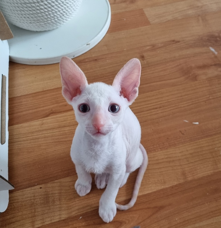 Trifle Elemani Dream - Kitten cornish rex 1 month 3.5 weeks