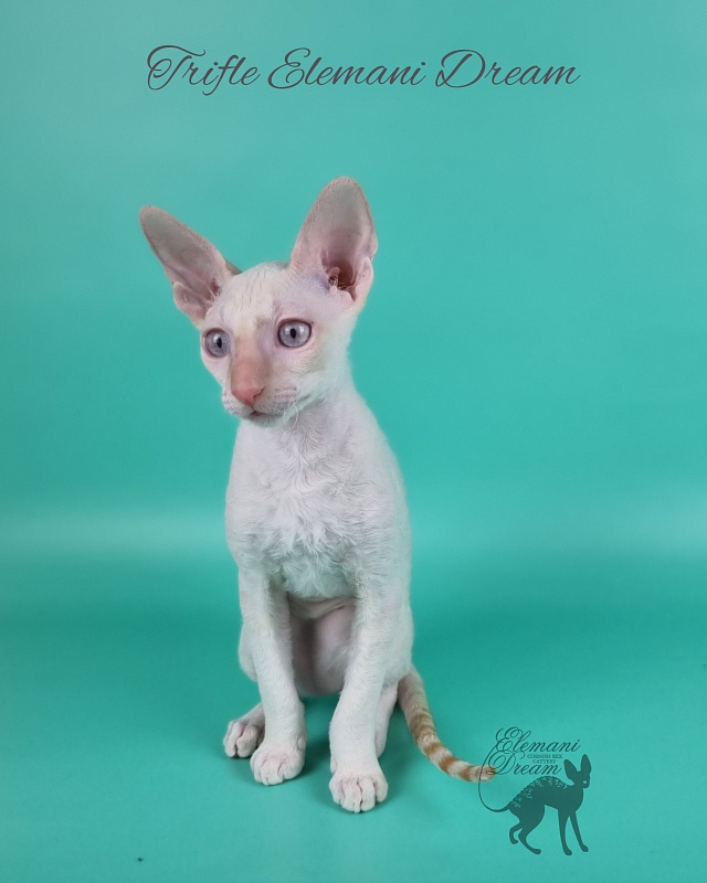 Trifle Elemani Dream - Kitten cornish rex 3 months 3 weeks