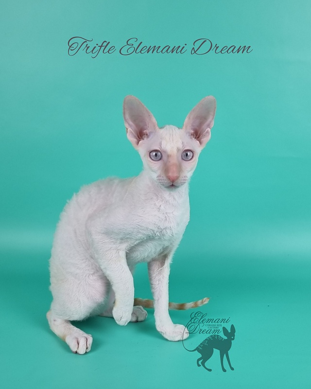 Trifle Elemani Dream - Kitten cornish rex 3 months 3 weeks