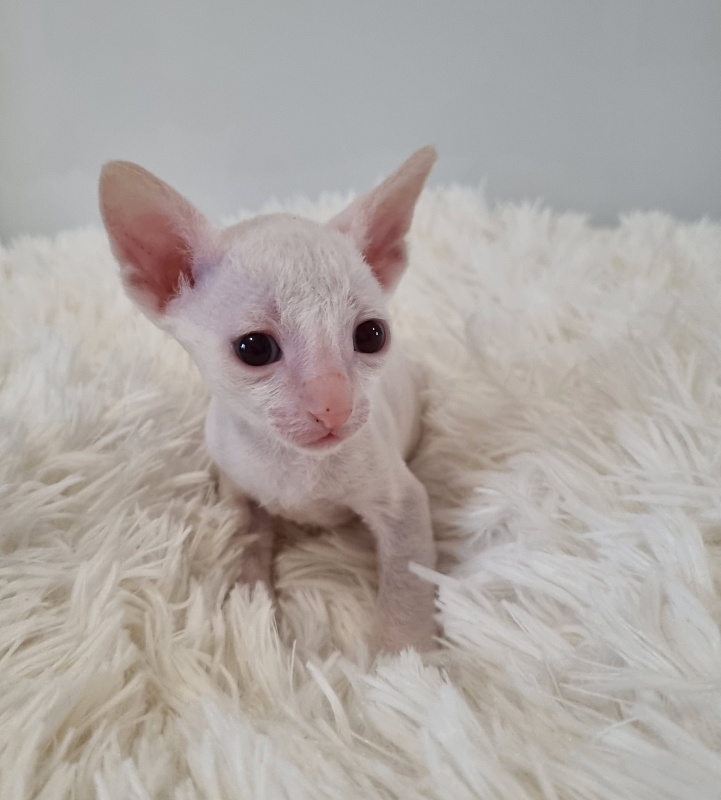 Trifle Elemani Dream - Kitten cornish rex 1 month