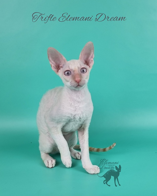 Trifle Elemani Dream - Kitten cornish rex 3 months 3 weeks