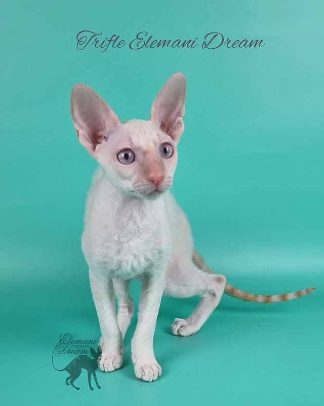 Trifle Elemani Dream - Kitten cornish rex 3 months 3 weeks