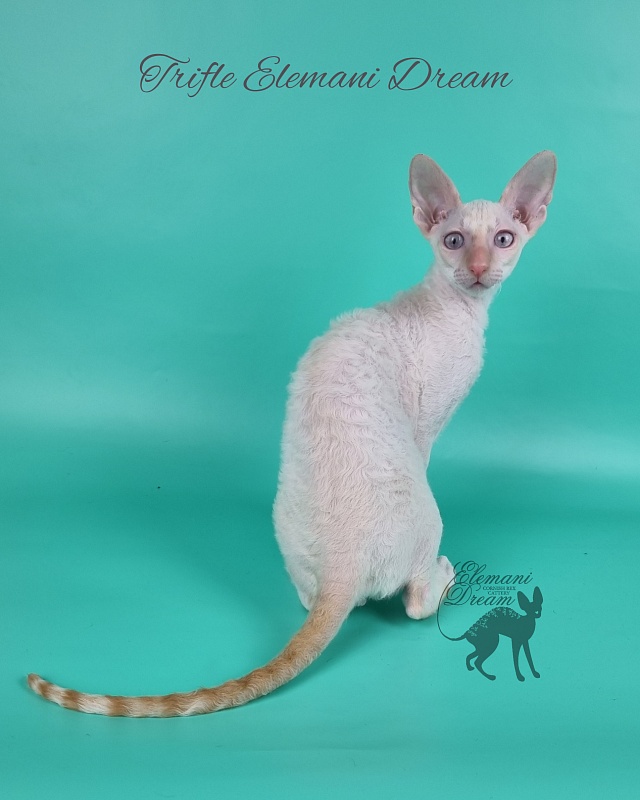 Trifle Elemani Dream - Kitten cornish rex 3 months 3 weeks