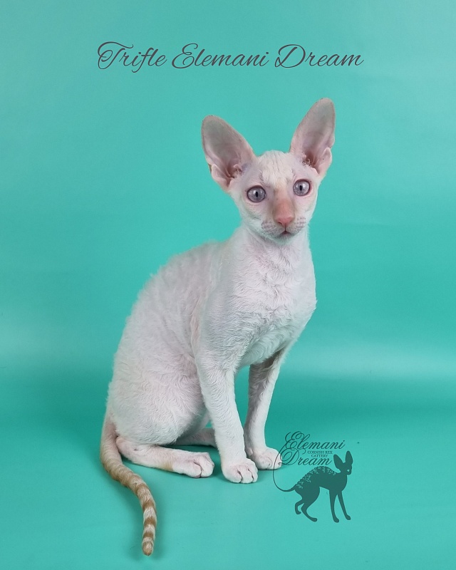 Trifle Elemani Dream - Kitten cornish rex 3 months 3 weeks
