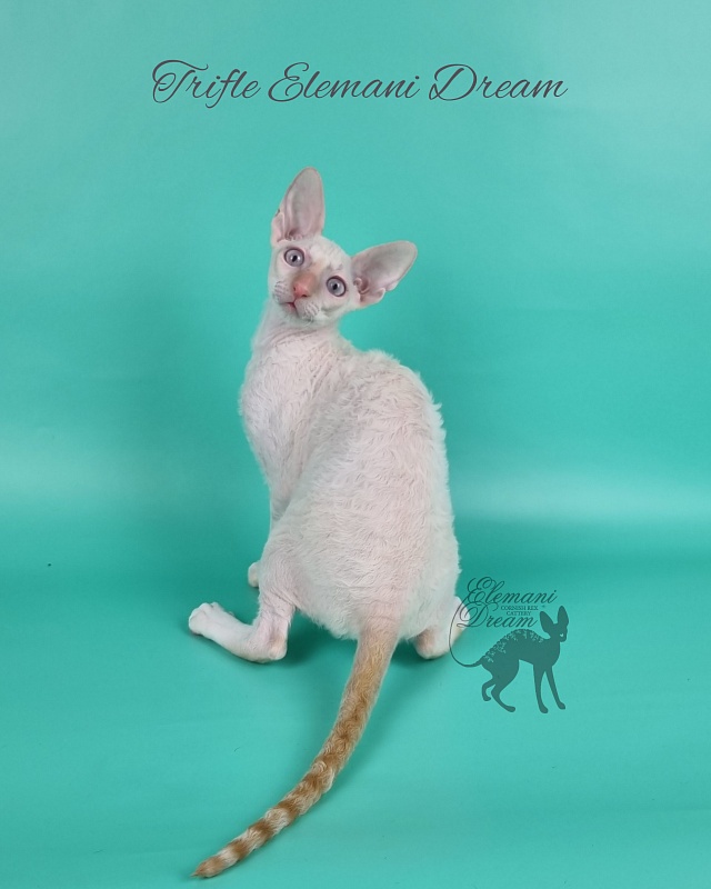 Trifle Elemani Dream - Kitten cornish rex 3 months 3 weeks
