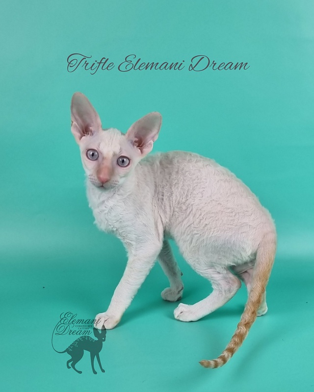 Trifle Elemani Dream - Kitten cornish rex 3 months 3 weeks
