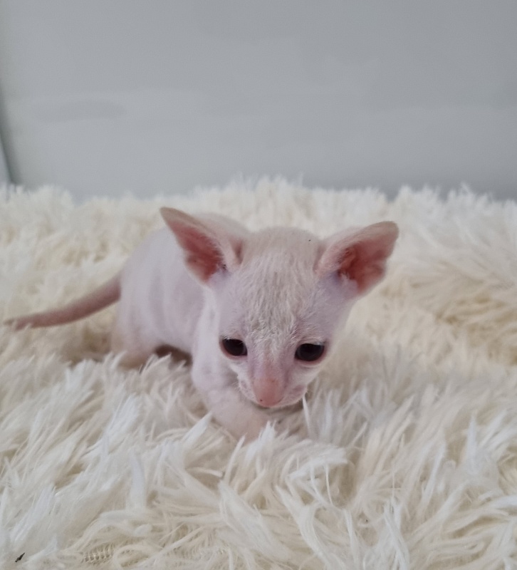 Trifle Elemani Dream - Kitten cornish rex 1 month