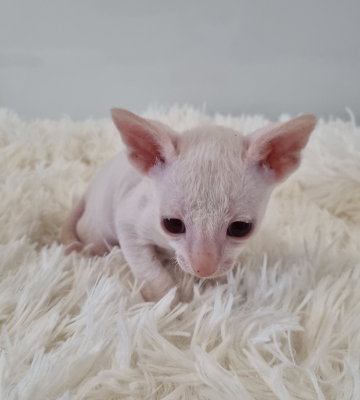 Trifle Elemani Dream - Kitten cornish rex 1 month