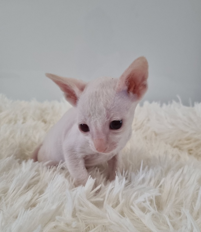 Trifle Elemani Dream - Kitten cornish rex 1 month