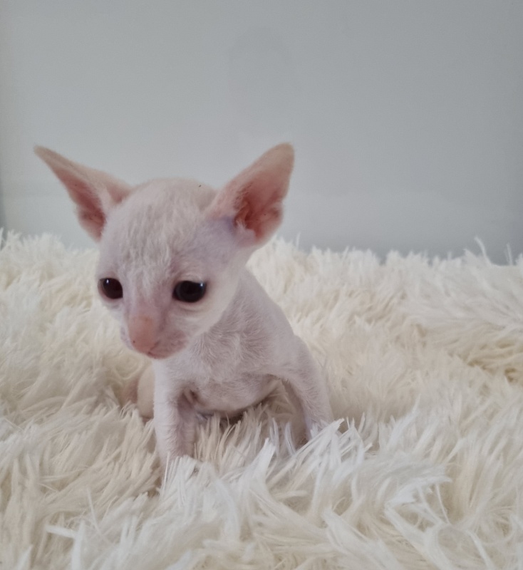 Trifle Elemani Dream - Kitten cornish rex 1 month