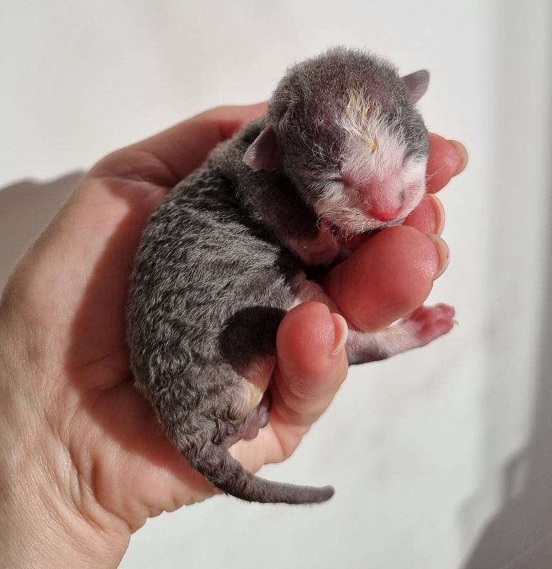 Truffle Elemani Dream - Kitten cornish rex