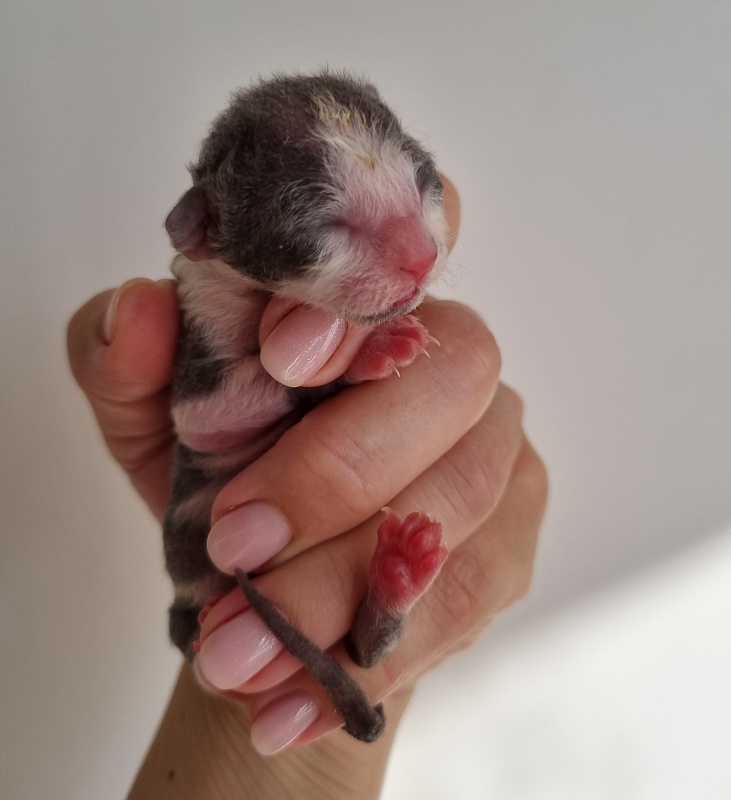 Truffle Elemani Dream - Kitten cornish rex