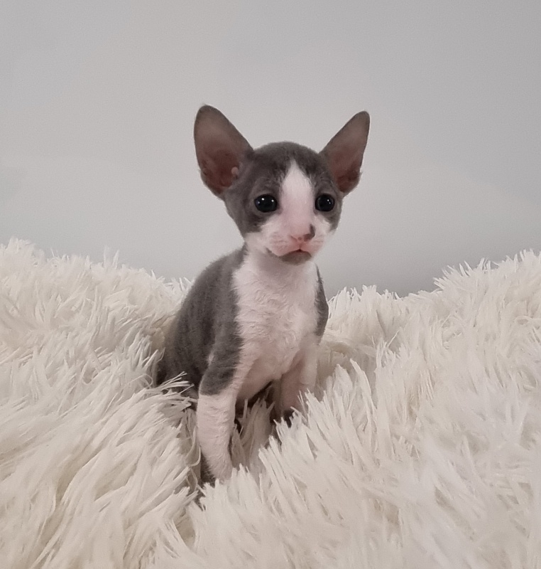 Truffle Elemani Dream - Kitten cornish rex 1 month