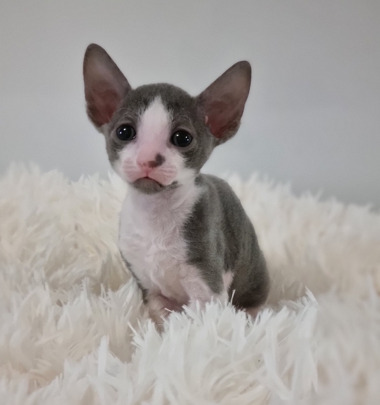 Truffle Elemani Dream - Kitten cornish rex 1 month
