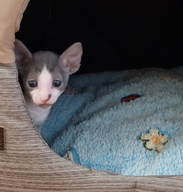 Truffle Elemani Dream - Kitten cornish rex 1 month