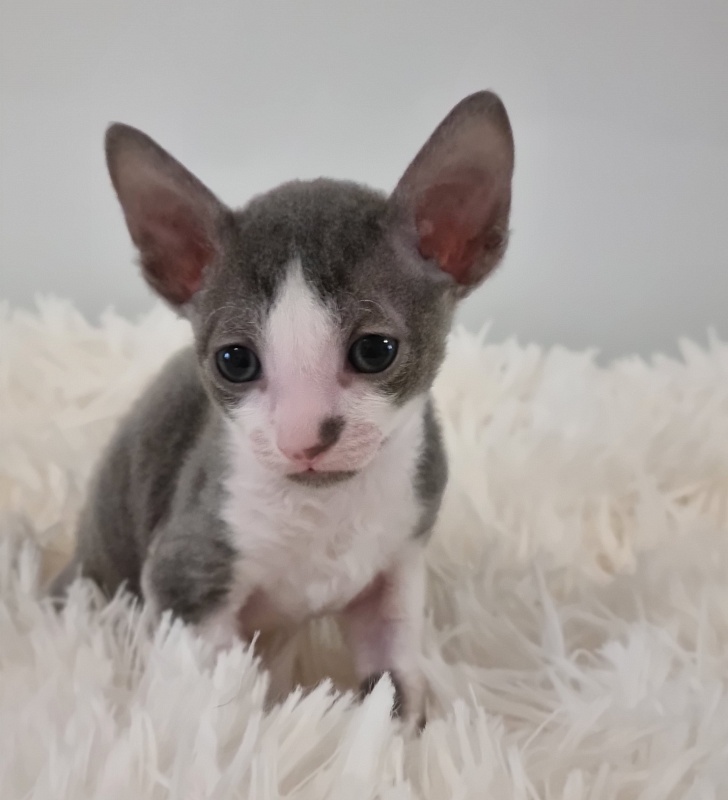 Truffle Elemani Dream - Kitten cornish rex 1 month
