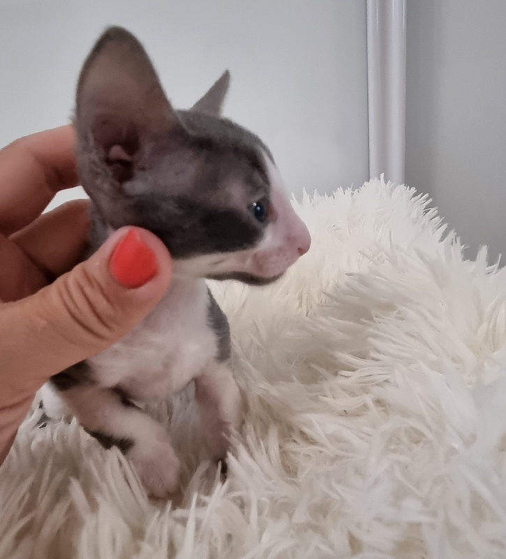 Truffle Elemani Dream - Kitten cornish rex 1 month