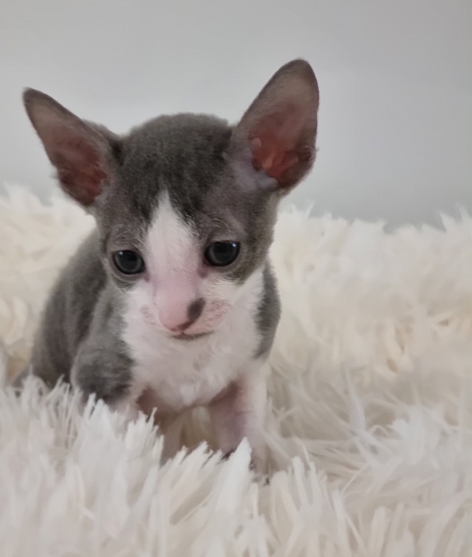 Truffle Elemani Dream - Kitten cornish rex 1 month