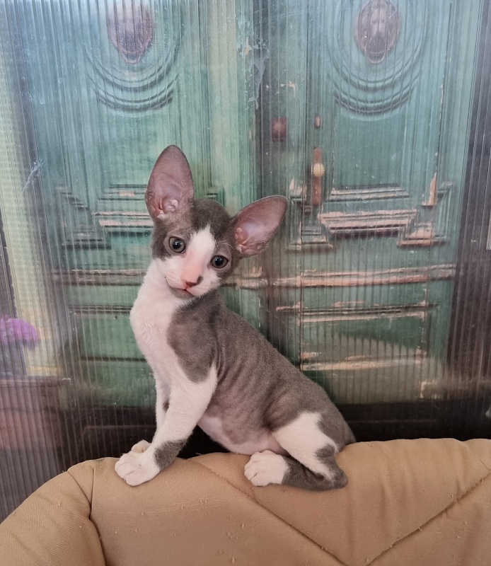 Truffle Elemani Dream - Kitten cornish rex 1 month 2.5 weeks