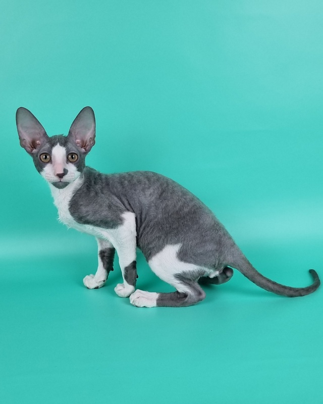 Truffle Elemani Dream - Kitten cornish rex 3 months 3 weeks