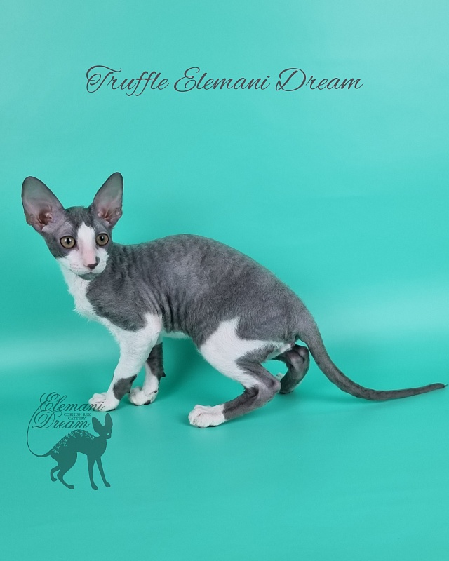 Truffle Elemani Dream - Kitten cornish rex 3 months 3 weeks