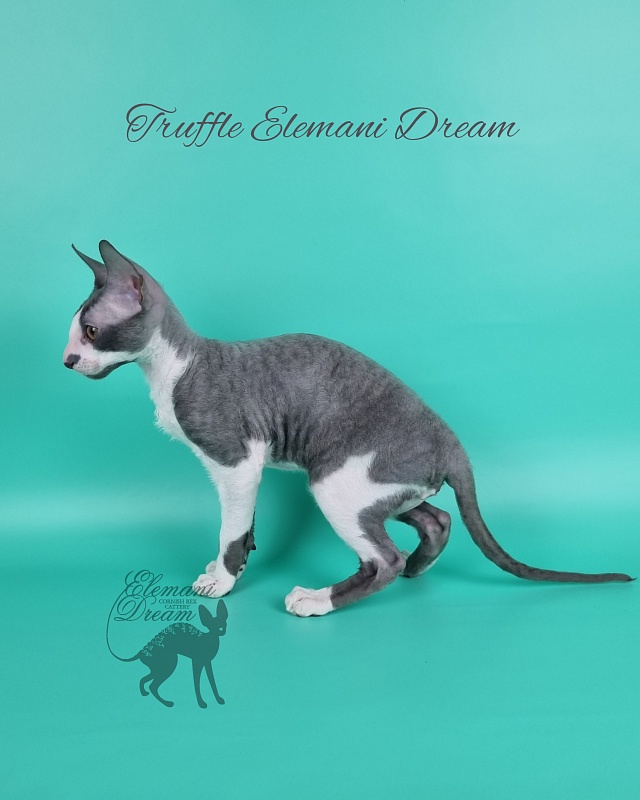 Truffle Elemani Dream - Kitten cornish rex 3 months 3 weeks