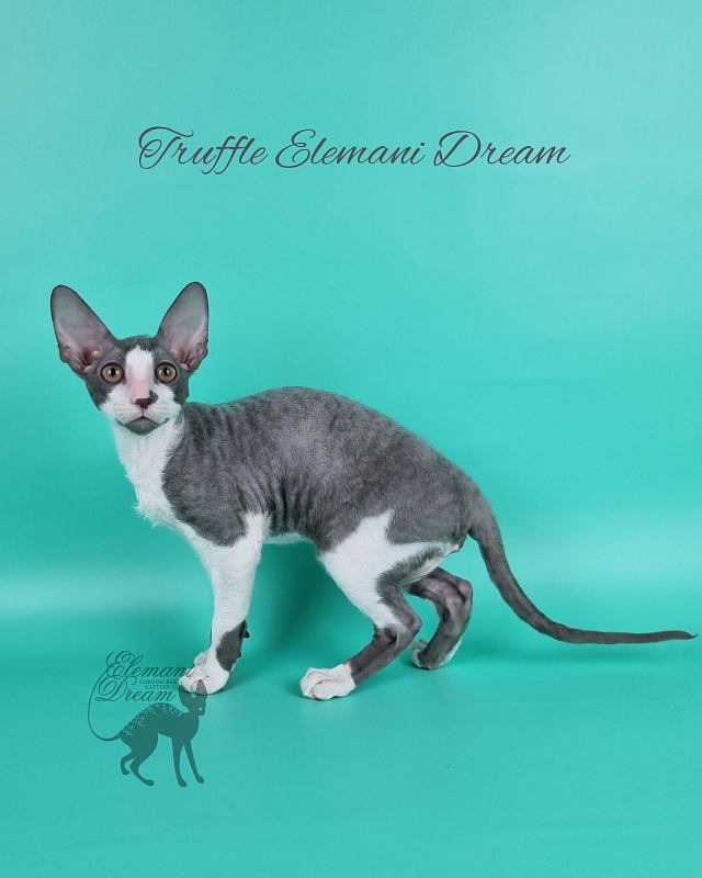 Truffle Elemani Dream - Kitten cornish rex 3 months 3 weeks