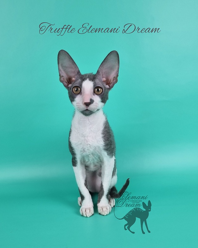 Truffle Elemani Dream - Kitten cornish rex 3 months 3 weeks